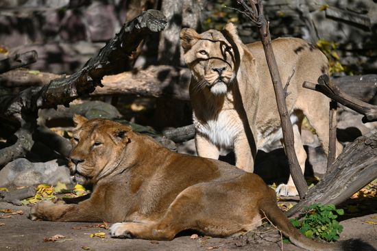 Russa Zoo
