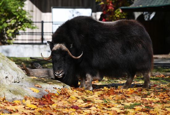 Russa Zoo