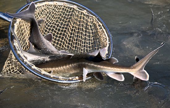Russia Fishing Industry
