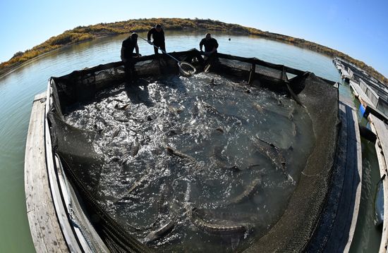 Russia Fishing Industry
