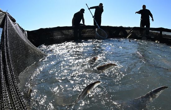 Russia Fishing Industry