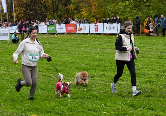 Russia Dog Run