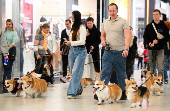 Russia Corgi Flash Mob