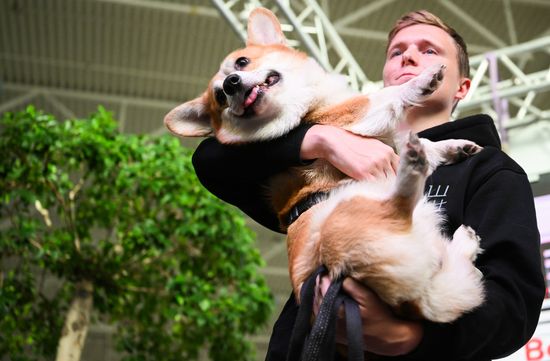 Russia Corgi Flash Mob