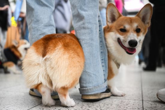 Russia Corgi Flash Mob