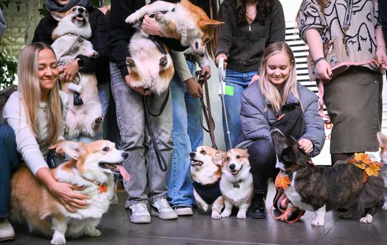 Russia Corgi Flash Mob