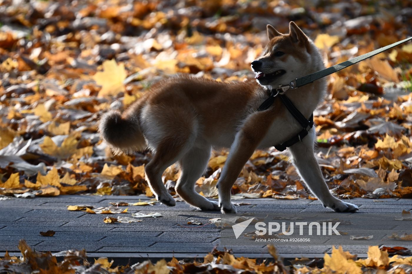 Russia Daily Life