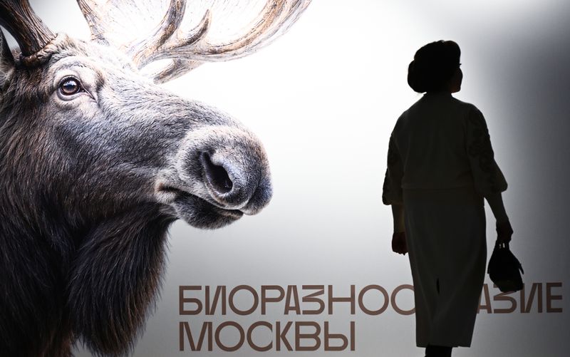 Russia Golden Turtle Wildlife Festival